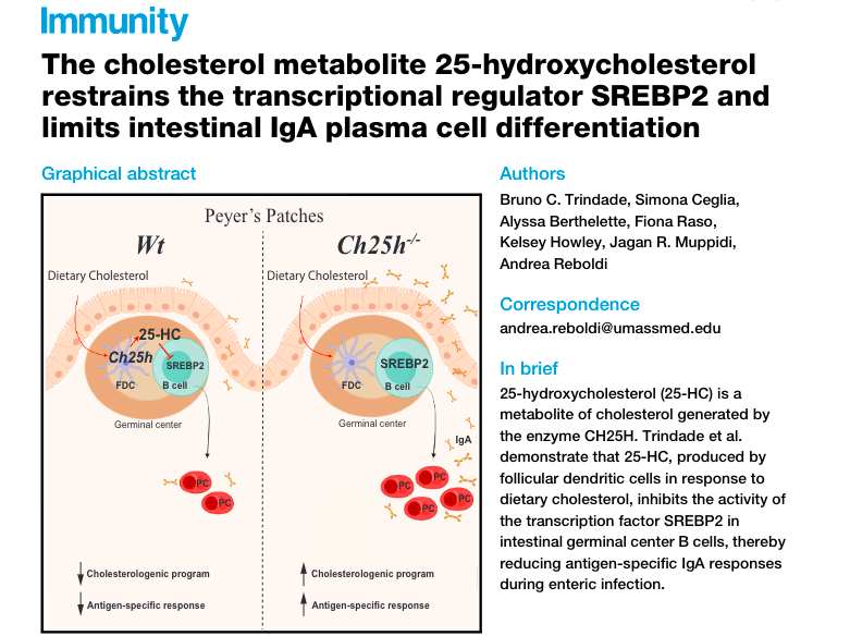 The cholesterol metabolite 25-hydroxycholesterol restrains the transcriptional regulator SREBP2 and limits intestinal IgA plasma cell differentiation