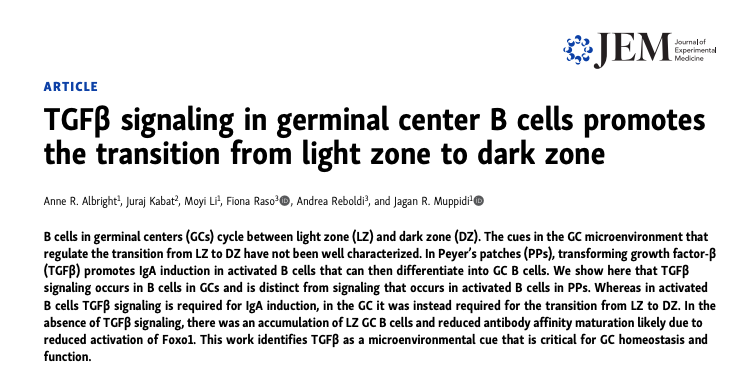 TGFβ signaling in germinal center B cells promotes the transition from light zone to dark zone