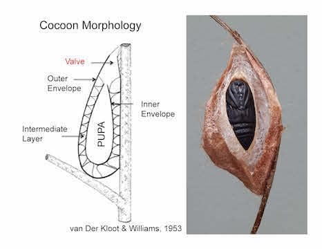 cocoon-parts.jpg