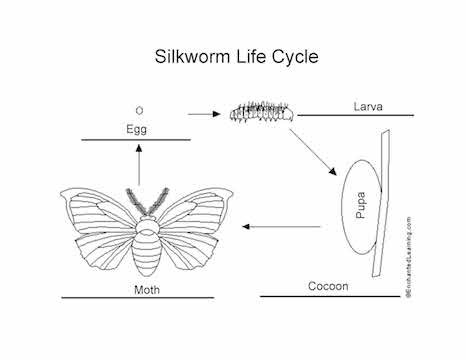 silk-worm-lifecycle.jpg