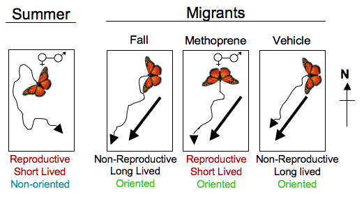 summer-vs-migrants.png