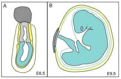Cartoon mouse embryo