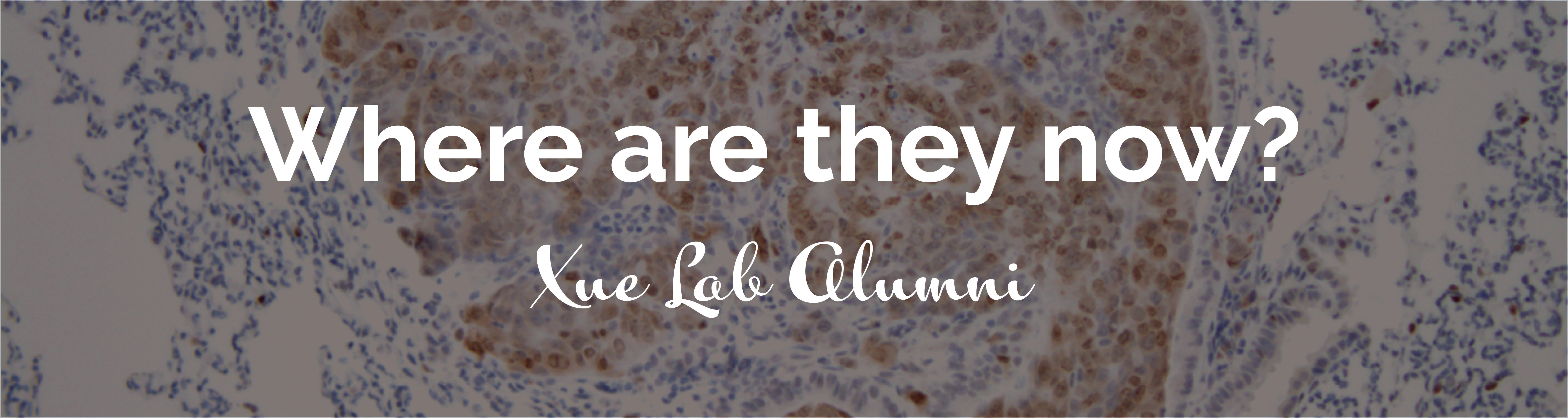 1500x400 Xue Banner2.jpg