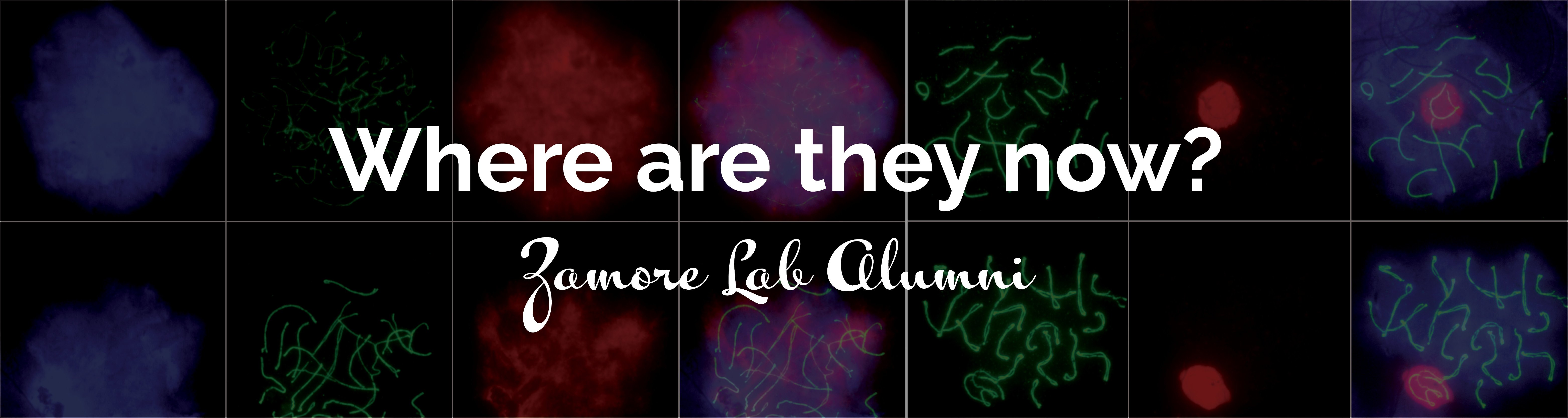 1500x400 Zamore Banner .jpg