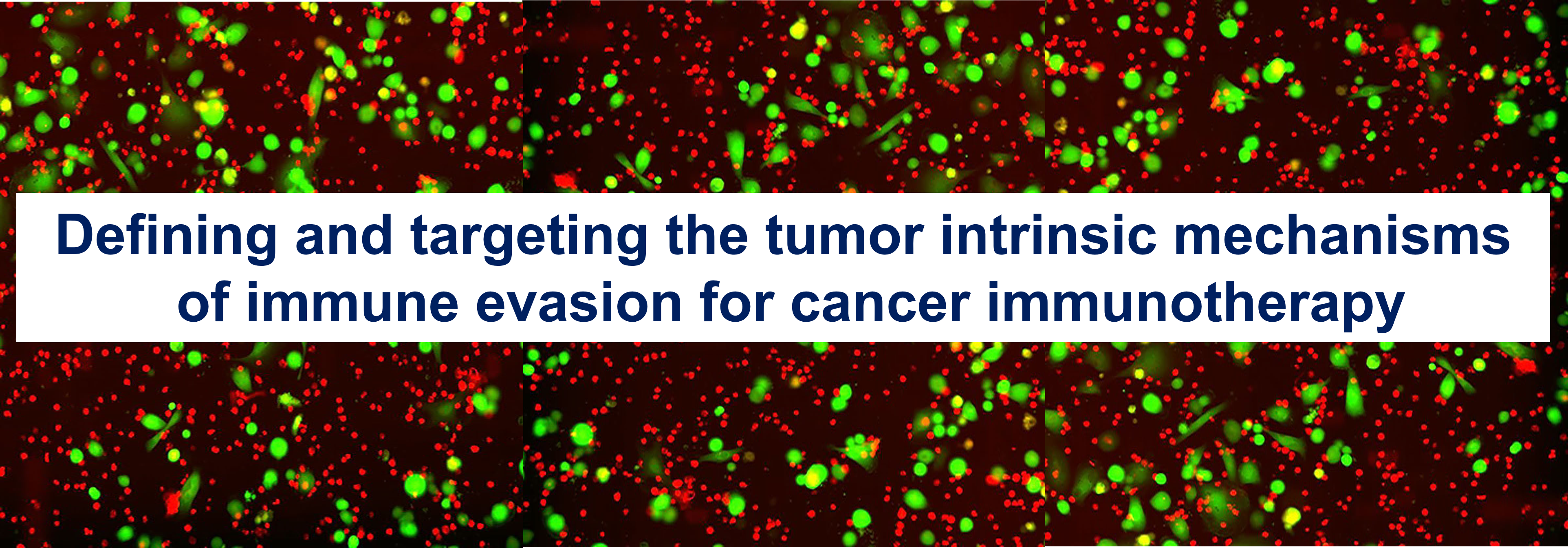 Ruscetti new hero slider 7-21.jpg.png