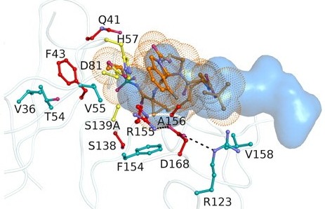 Drug resistance against HCV NS34A inhibitors is defined by the balance of substrate recognition versus inhibitor binding.