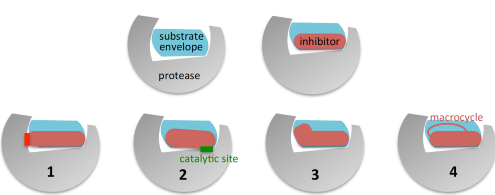 Strategies for Substrate Envelope-Guided Design to Avoid Drug Resistance