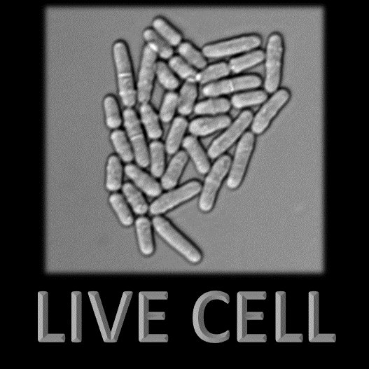 Live cell microscopy