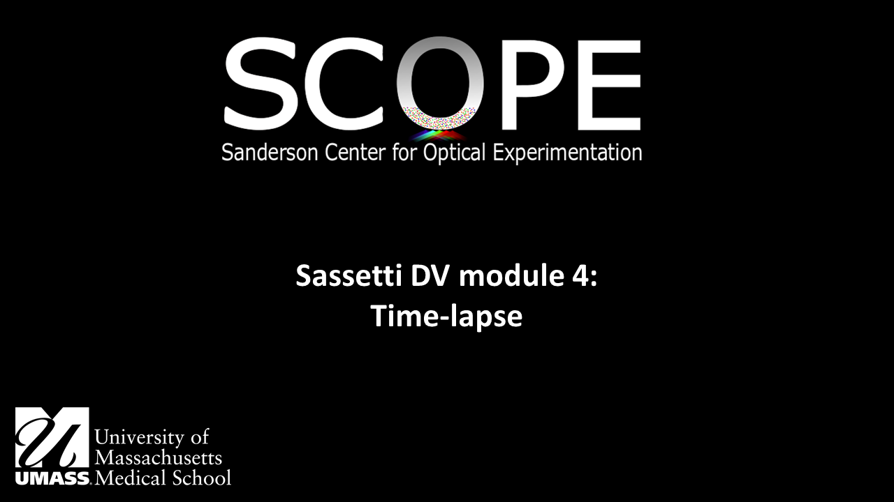 Sassetti DV module 4