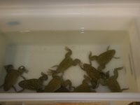 Frogs1