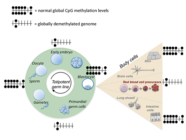 Demethylation