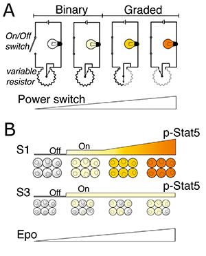 Stat5 signaling