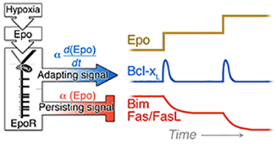 Systems biology