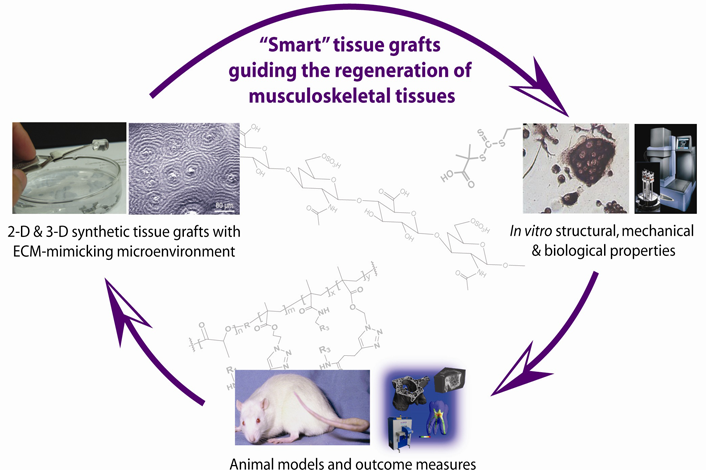 Smart tissue grafts guiding the regeneration of musculoskeletal tissues