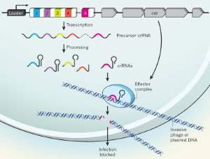 CRISPR-cartoon