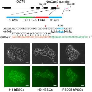 nmcas9