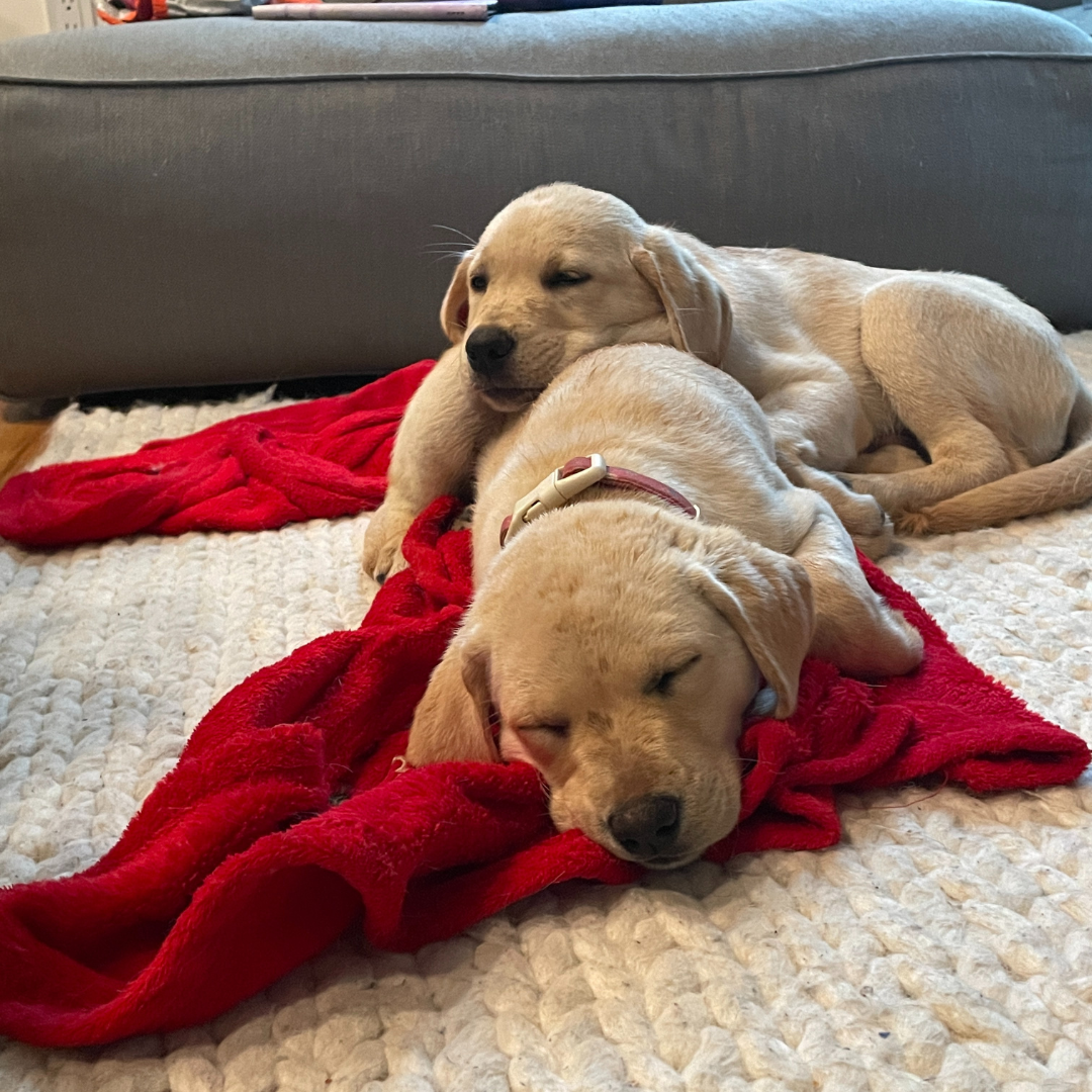 two golden retriever puppies lying on a red  blanket