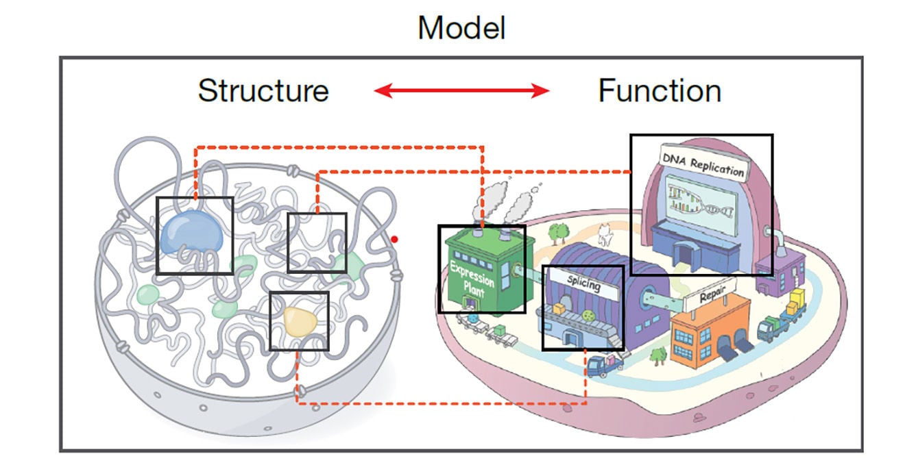 4D Nucleome Consortium produces detailed models of the 3D genome over time in cells
