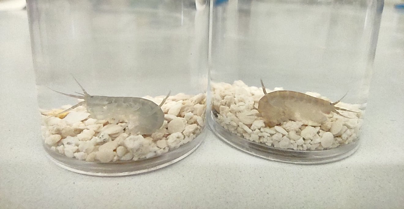 Parhyale hawaiensis in the lab.