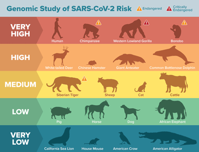 Genomic analysis reveals many species may be vulnerable to SARS-CoV-2