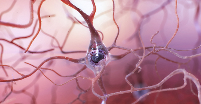 Photograph of a healthy neuron, courtesy of the National Institutes for Health.