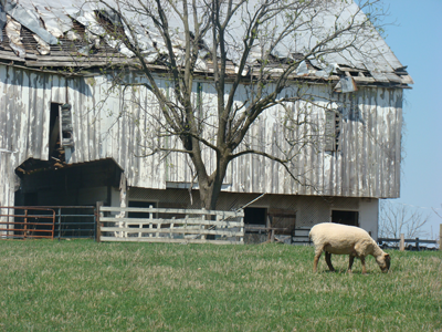 Photograph of old barn with a field and sheep in the foreground, by Bruce Simon, MD.