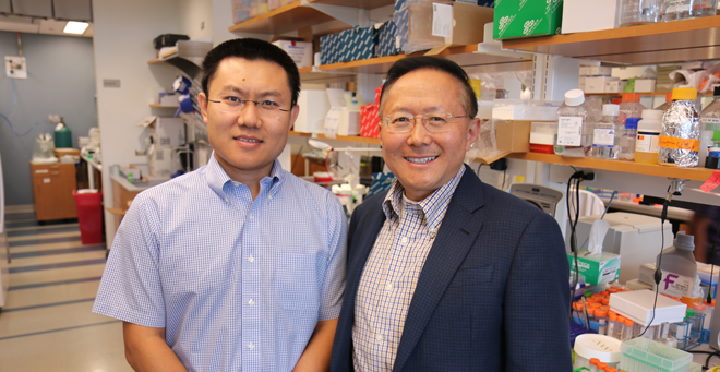 Dan Wang, PhD, is first author and Guangping Gao, PhD, is a co-corresponding author on the paper published in the Aug. 18 edition of Nature Biotechnology.