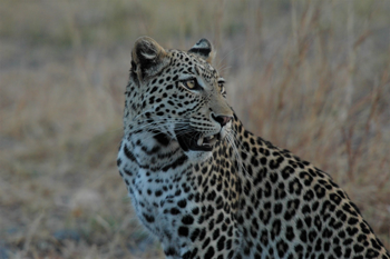 Photograph of a leopard taken by the Jacobsons in Southern Africa in 2016.