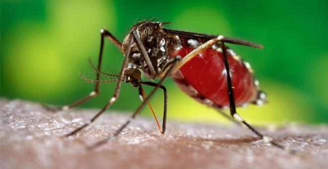 UMass Chan study of congenital cytomegalovirus provides clues to how Zika virus causes birth defects