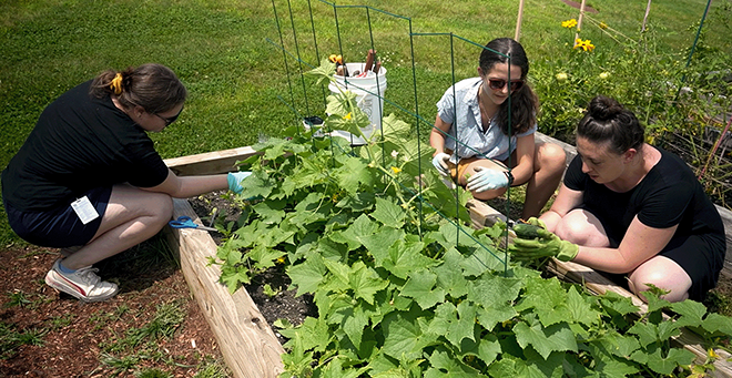 UMass Chan Community Garden hitting food insecurity at home head-on