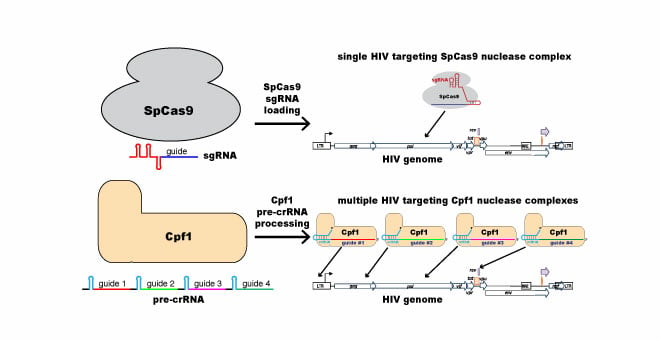 This figure illustrates the difference between “conventional” single-target CRISPR/Cas9 (most widely used by molecular biologists) and the multi-target CRISPR/Cpf1 that Luban and Wolfe will use to attack the HIV-1 genome.