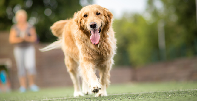 UMass Chan study shows canine behavior only slightly influenced by breed