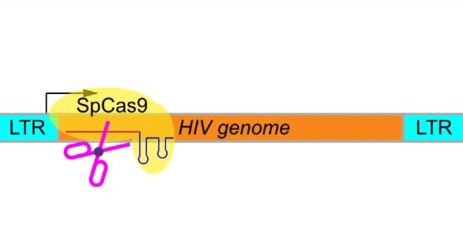 Editing HIV out of our genome with CRISPR