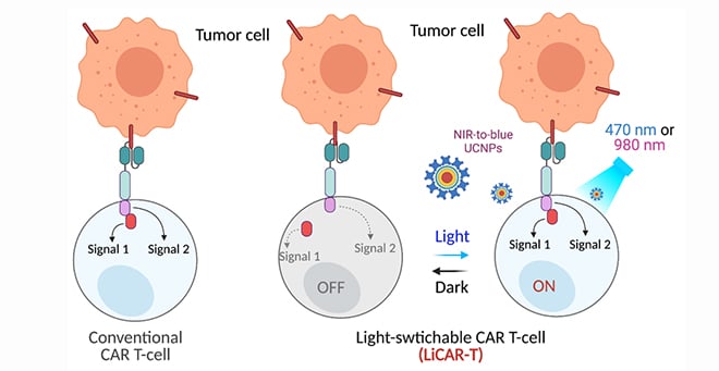 Han lab developing light-activated immune cell therapy for cancers