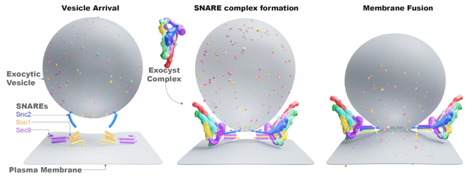The exocyst complex functions upon arrival of exocytic vesicles carrying secretory cargo to the cell’s plasma membrane (left), to specifically activate the SNARE proteins (middle), and help them catalyze membrane fusion and cargo delivery (right). 