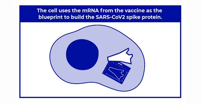 Inside the new mRNA vaccines for COVID-19