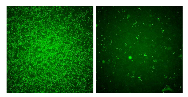When human cells are exposed to Zika virus they are overwhelmingly infected, as seen by the large number of green cells (left panel). When IFITM3 levels were boosted in these cells, the virus was prevented from replicating (right panel).
