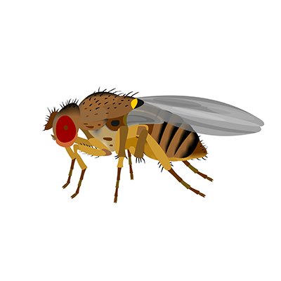 fruit-fly.png