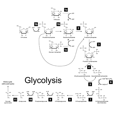 Glycolysis.png