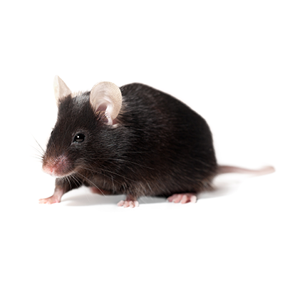 lab-mouse.png