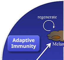 Adaptive Immunity