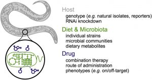 Overview of Garcia-Gonzalez et al., 2017. Using C. elegans to examine the interactions between the host, its diet/microbiota, and therapeutic drugs.