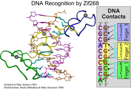 zif268 recognition