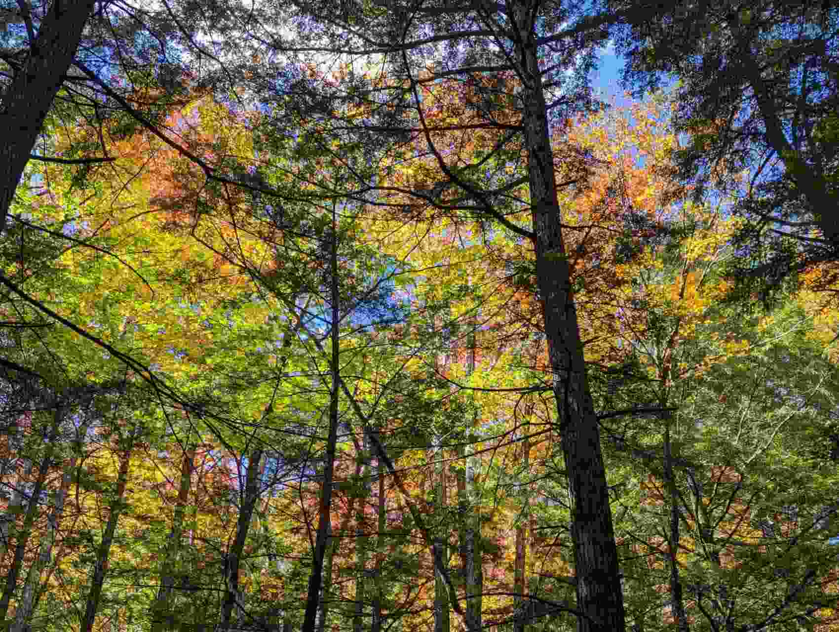 Looking up through a forest canopy of fall foliage