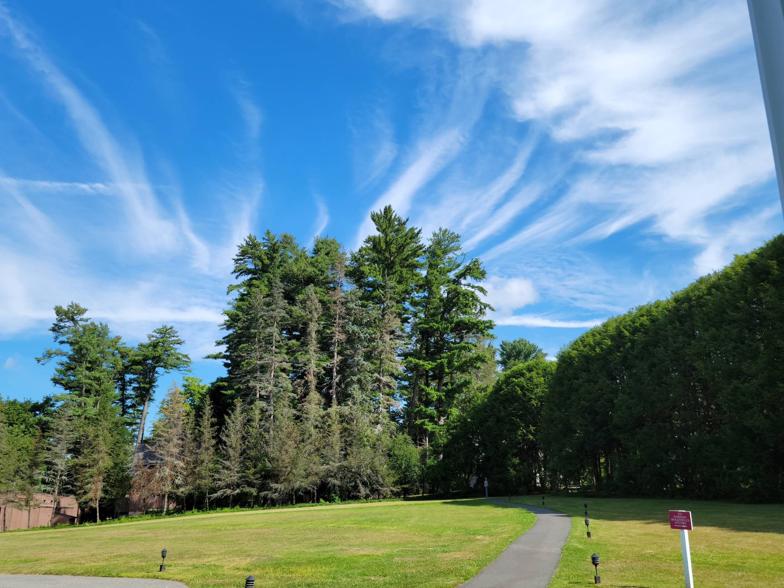 A field with medium and tall trees. The blue sky is streaked by clouds
