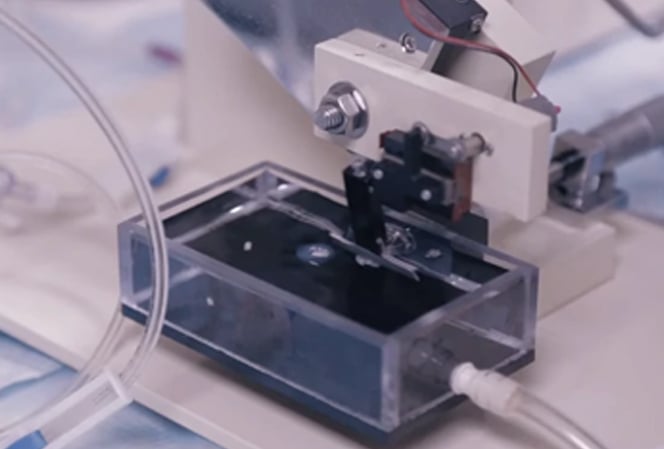 live-tissue-imaging-umass-chan.jpg