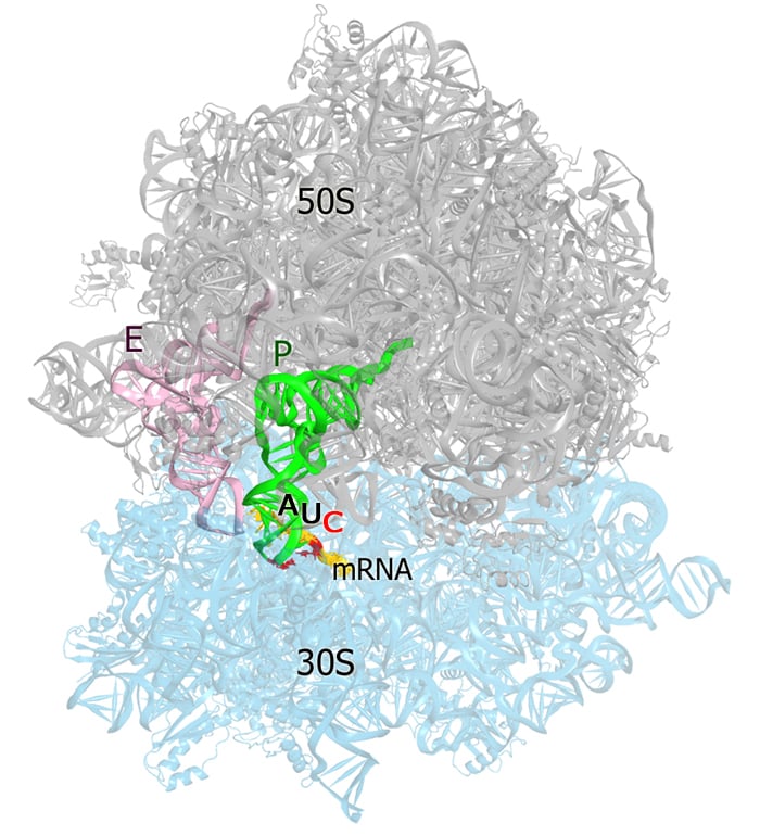 Non-canonical translation initiation Non-canonical translation initiation