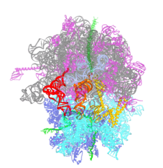 Translation termination Translation termination