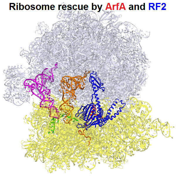 Rescue of stalled ribosomes Rescue of stalled ribosomes