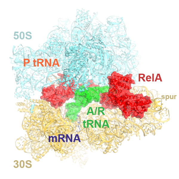 Understanding Bacterial Pathogenesis Understanding Bacterial Pathogenesis